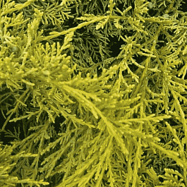 Можжевельник виргинский Golden Spring