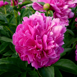 Пион травянистый Феликс Крусс Пион травянистый Феликс Крусс