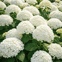 Гортензия древовидная Annabelle