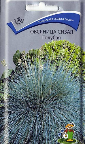 Овсяница сизая Голубая