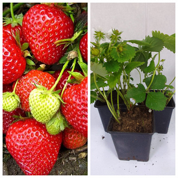 Земляника садовая Дарселект НАБОР 3ШТ