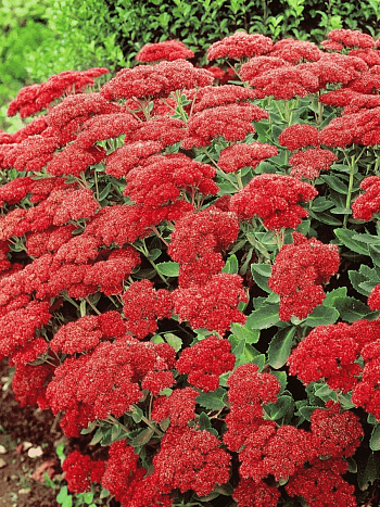Очиток большой Munstead Dark Red