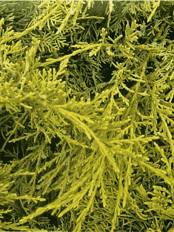 Можжевельник виргинский Golden Spring