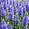 Вероника колосистая Inspire Blue