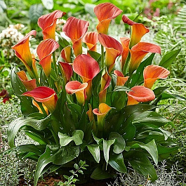 Калла Пэшн Фрут ПАТИО