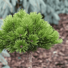 Сосна Гельдрейха Smidtii на штамбе 40см