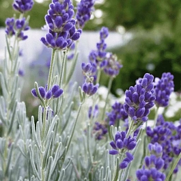 Лаванда узколистная Silver Edge