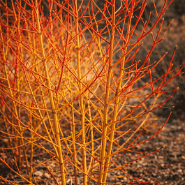 Дерен кроваво-красный Magic Flame