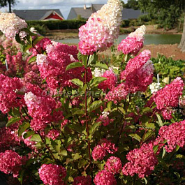 Гортензия метельчатая Фрайз Мелба Гортензия метельчатая Фрайз Мелба