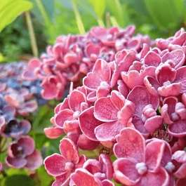 Гортензия крупнолистная Hovaria Hopcorn