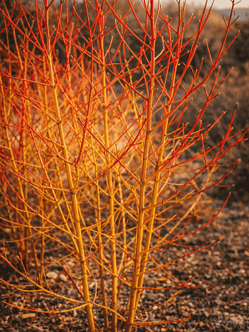 Дерен кроваво-красный Magic Flame