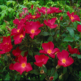 Роза  Английская Кустовая ROSE OF PICARDY