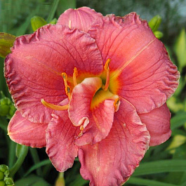 Лилейник гибридный Кьют Эс Кэн Би НАБОР 2ШТ (1+1)