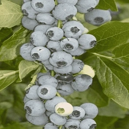 Голубика высокорослая Goldtraube 23