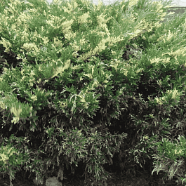 Можжевельник казацкий  Variegata