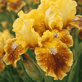 Ирис карликовый Meadow Court