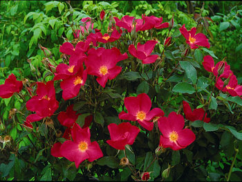 Роза  Английская Кустовая ROSE OF PICARDY