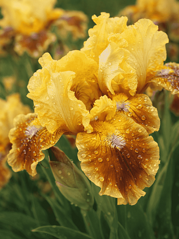 Ирис карликовый Meadow Court