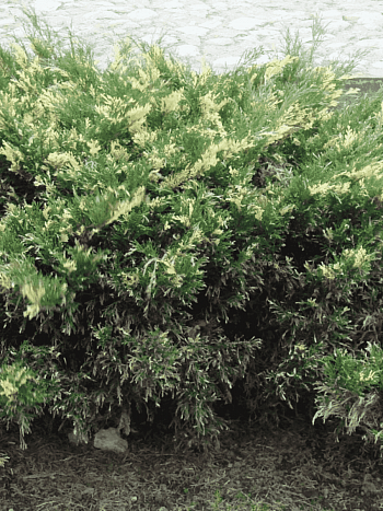 Можжевельник казацкий  Variegata