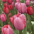 Тюльпан Pink Impression
