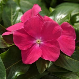 Катарантус ампельный Кора Каскад Лилак