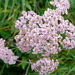 Тысячелистник обыкновенный Киршик