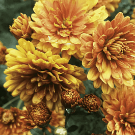 Хризантема корейская Огниво