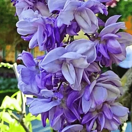 Глициния обильноцветущая Violacea Plena