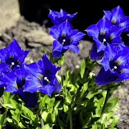 Горечавка Макиной Corona