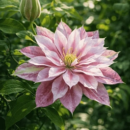 Клематис Andromeda