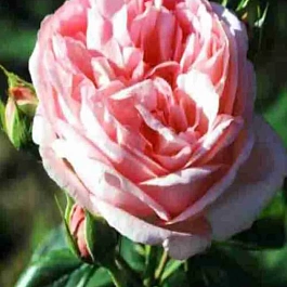 Роза чайно-гибридная Voyage