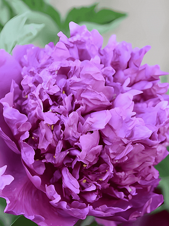 Пион древовидный Limpid Dews on Two-horned Flower