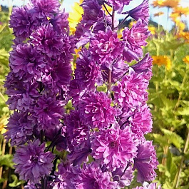 Дельфиниум высокий Хайлендер Фламенко
