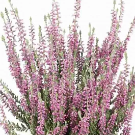 Вереск обыкновенный Silvana