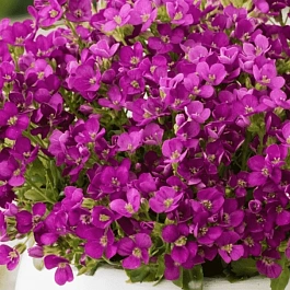 Арабис кавказский Little Treasure Deep Rose