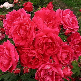 Роза канадская парковая Александр Макензи Роза канадская парковая Александр Макензи