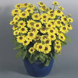 Рудбекия хирта Тото Лемон