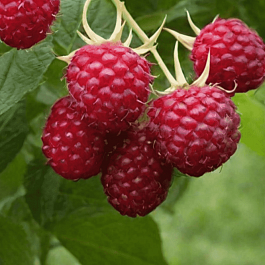 Малина обыкновенная Glen Dee