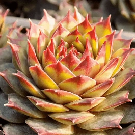 Молодило гибридное Ockerwurz