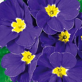 Примула Hethor Blue Flame