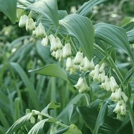 Купена гигантская