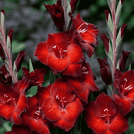 Гладиолус Azurro