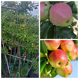 Яблоня пальметта на шпалере 5 лет+ Кандиль Орловский-Скала