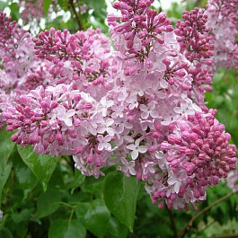 Сирень обыкновенная Лиловая пирамида