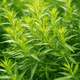 Эстрагон Cola