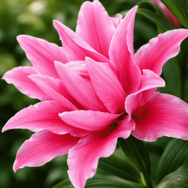 Лилия Roselily Larissa