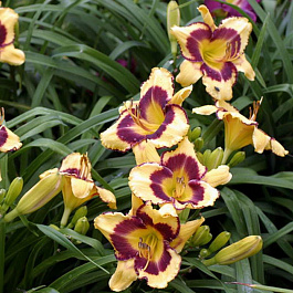 Лилейник гибридный Калико Джек