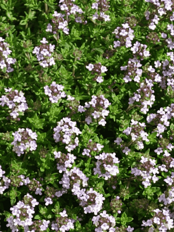 Тимьян обыкновенный Evergreen Compact