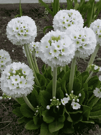 Примула мелкозубчатая Prom White