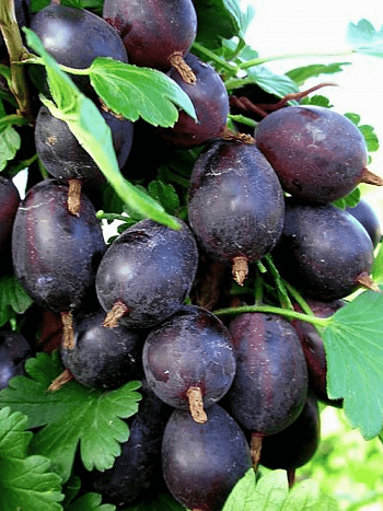 Крыжовник обыкновенный Черномор